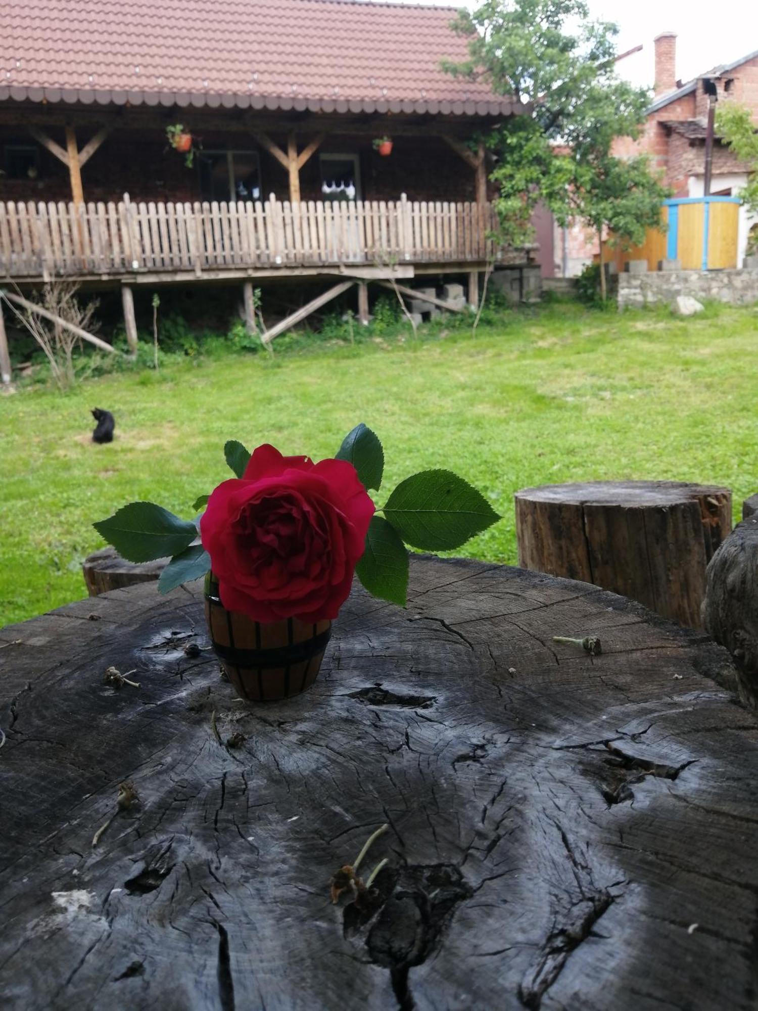 Borlova /Muntele Mic Hotel Exterior foto